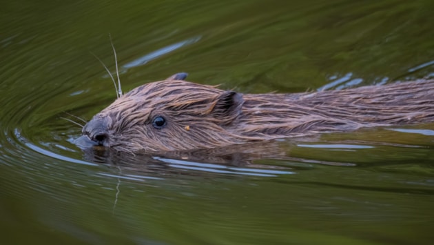 Beaver release approved in the River Ness catchment: Beaver kit in water ©Rhiannon Law/NatureScot