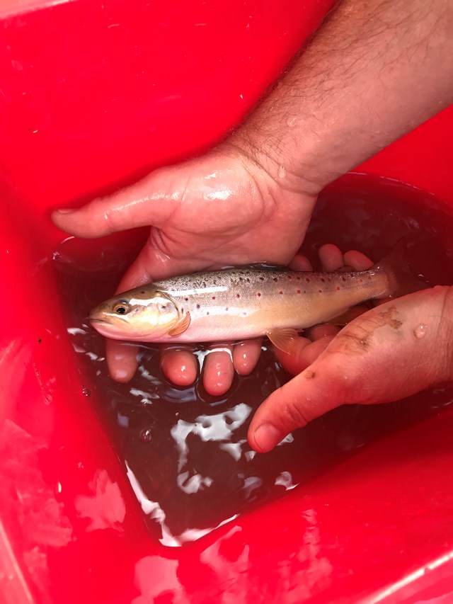 Fish rescued during the Docker Garths viaduct improvement