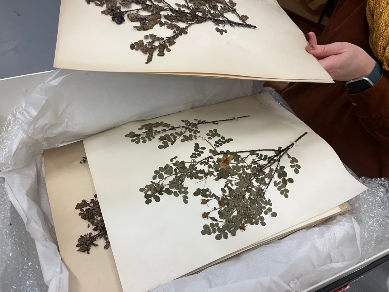 Dead Plant Society: Just a few of the city’s vast collection of precious herbarium sheets was collected by botanists and horticulturalists over the past 200 years, with many of the fragile plants gathered in parks and grassland in east Leeds.
Stored at the Leeds Discovery Centre, the plants are now set to be studied by people living and working in the same area where they once grew, connecting their communities and ecosystems through time.