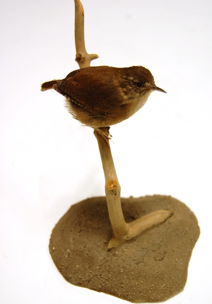 Birdwatching project: A wren from the Leeds Museums and Galleries collection which is being used to help home birdwatchers identify birds in their gardens