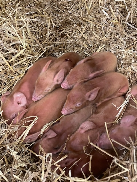 Piglets home farm
