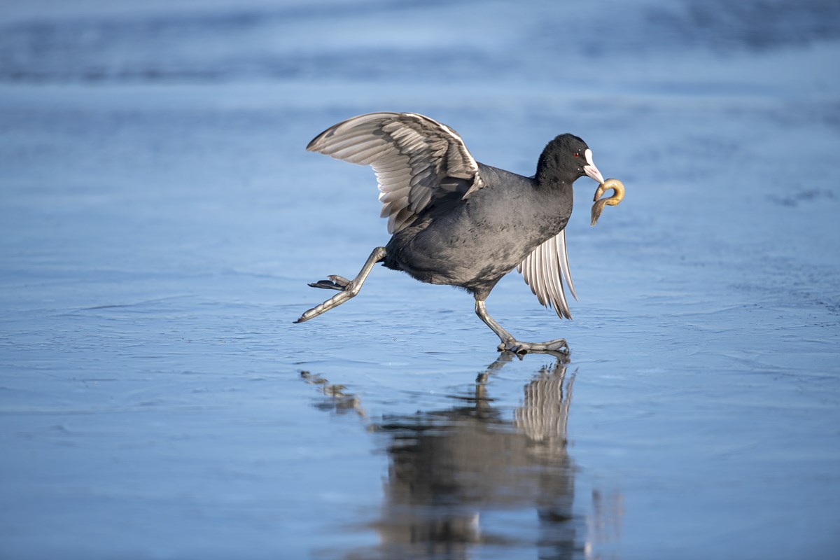 Coot on ice by Zhai Zeyu, Highly commended, 10 years and under, Wildlife Photographer of the Year