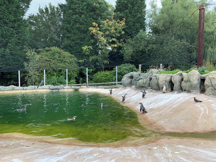 Lotherton penguin chicks: The new penguin chicks enjoy a dip with their parents at Lotherton Wildlife World.