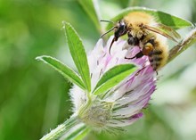 Taynish Pollinator Trail - credit Caroline Anderson SNH
