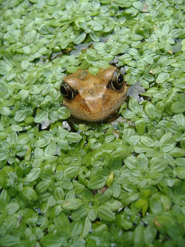 Image 5 Amphibians under pressure due to loss of habitat here a garden pond makes all the difference - Ian Boyd Arc