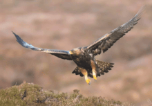 Golde Eagle c Rob Howard Photography: Golde Eagle c Rob Howard Photography
