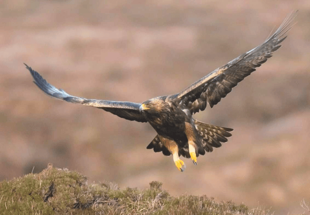 Golde Eagle c Rob Howard Photography