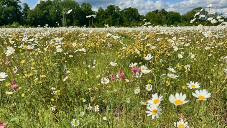 New habitat bank at Radford Farm to help nature recover in West Oxfordshire