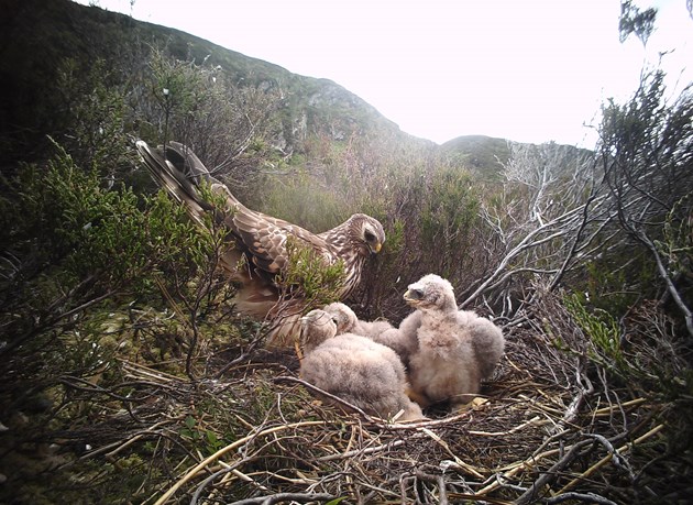 One-year old female hen harrier at nest  - credit Brian Etheridge