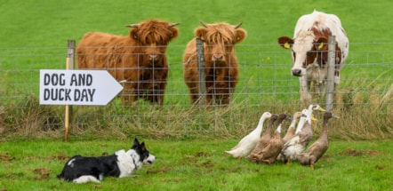 Dog&DuckDay-1
