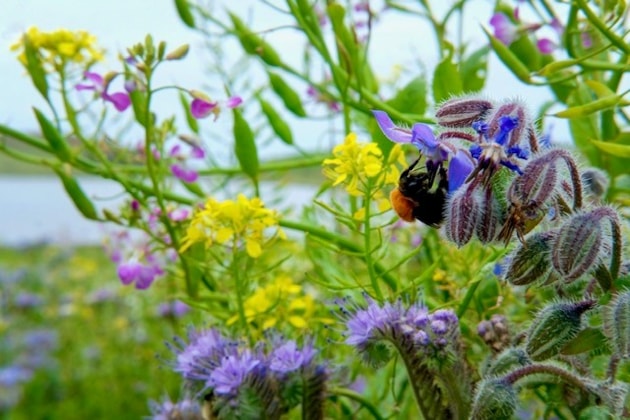 Shetland Bumble at Firva - Yaso Browne - 2024