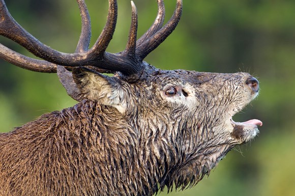 Red deer stag ©Lorne Gill SNH