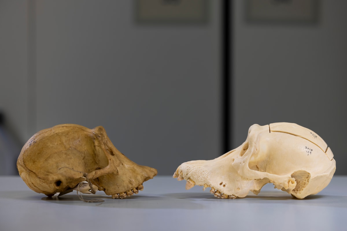 Choppers' skull alongside that of a wild chimp, illustrating a striking contrast. At the National Museums Collection Centre. Photo Duncan McGlynn