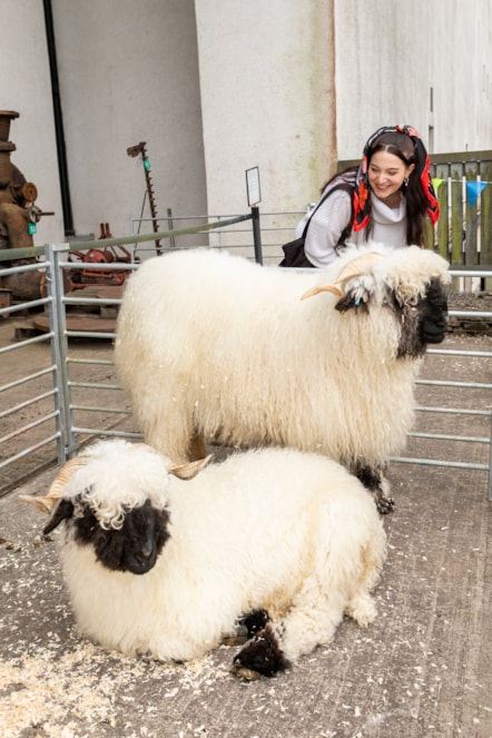 Woolly Weekend at the National Museum of Rural Life. Photo © Ruth Armstrong (2)