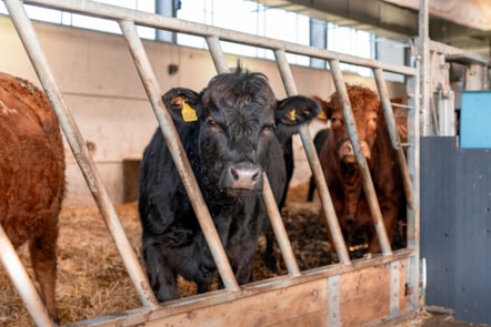 cattle