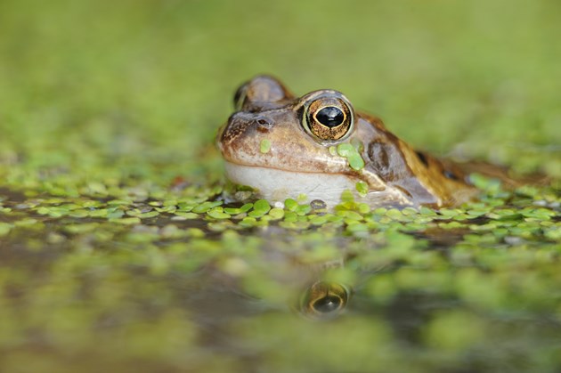 Frog © Lorne Gill SNH