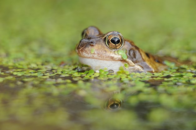 Helping tadpoles grow up into gardeners’ friends: Frog © Lorne Gill SNH