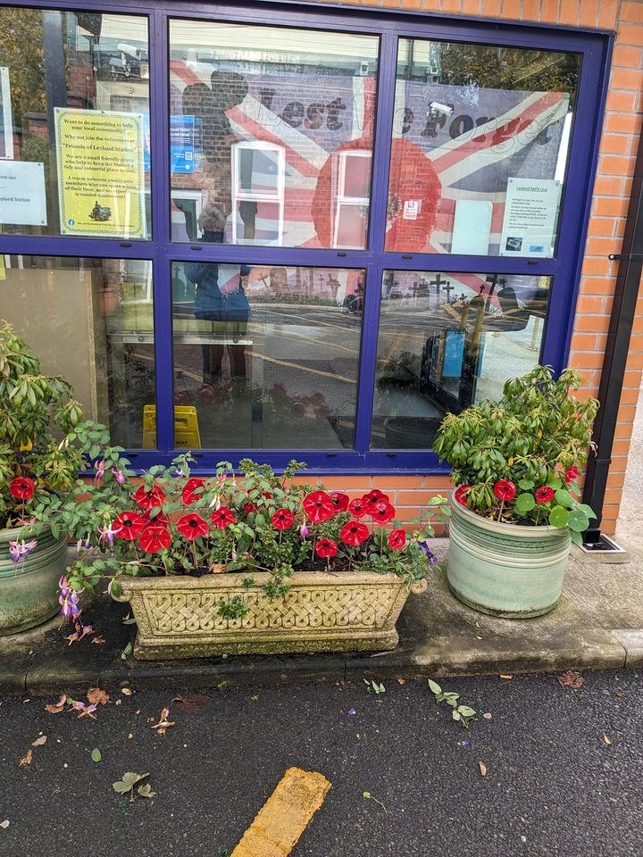 This image shows poppy displays at Leyland