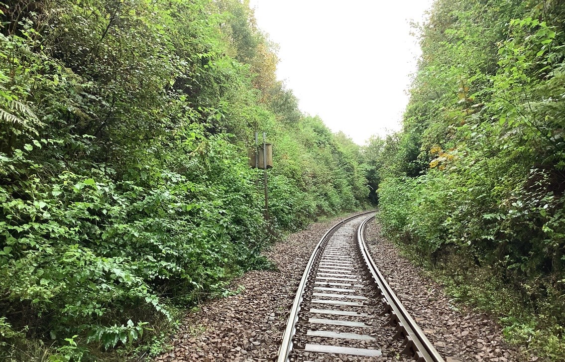 Lineside replanting trial to improve biodiversity on the West Highland Line: Overgrown vegetation at Helensburgh on WHL