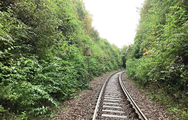 Lineside replanting trial to improve biodiversity on the West Highland Line: Overgrown vegetation at Helnsburgh on WHL