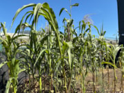 TfL Image -Hammersmith corn: TfL Image -Hammersmith corn