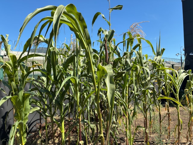 TfL Image -Hammersmith corn
