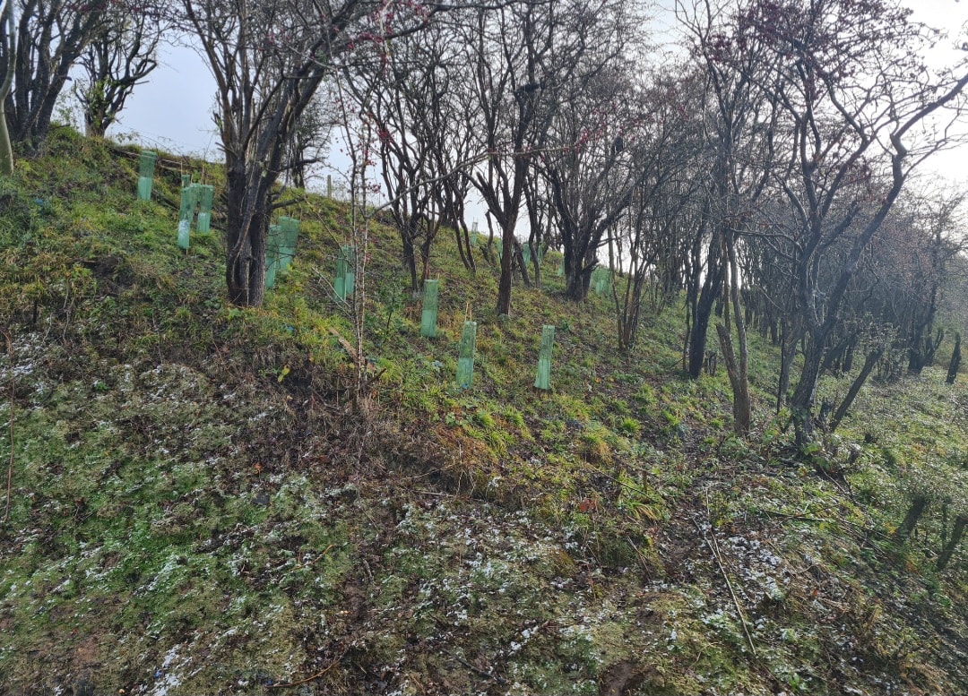Yarm biodiversity project-2