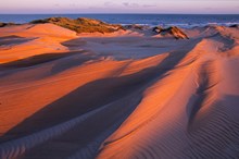 Forvie NNR - Drifting sand and marram grass on the dunes at Sands - credit Lorne Gill-SNH