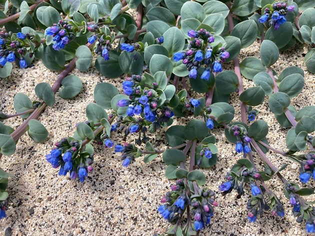Species on the Edge - Oysterplant - credit PlantLife-Rachael Cooper-Bohannon for picture use