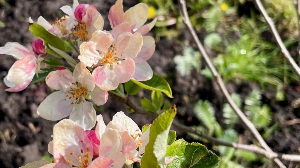 Schools, faith and community groups across Lancashire can apply for upto 25 trees from a range of species, including apple, pear, damson, plum, cherry and heritage trees, with some varieties able to bear fruit from the very first year.