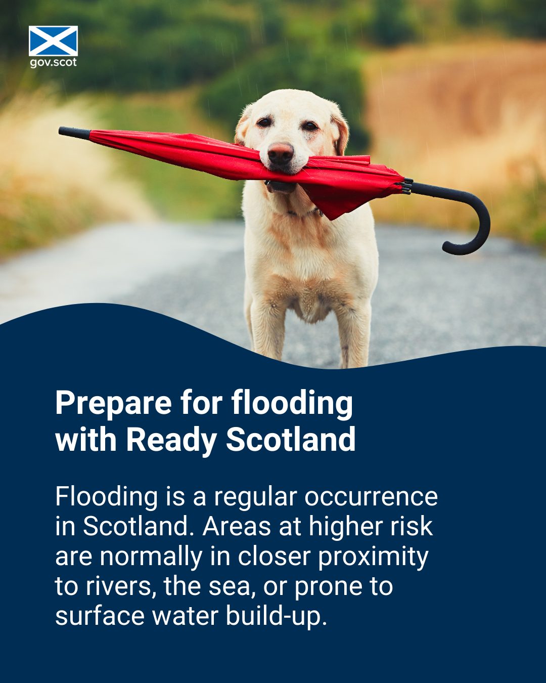 Dog - Portrait - Flooding - SG Resilience - September 2025