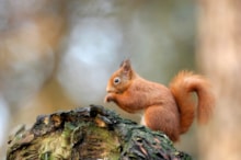 Red Squirrel - copyright NatureScot-Lorne Gill