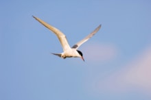 Common Tern (c) James Silvey RSPB: Common Tern (c) James Silvey RSPB