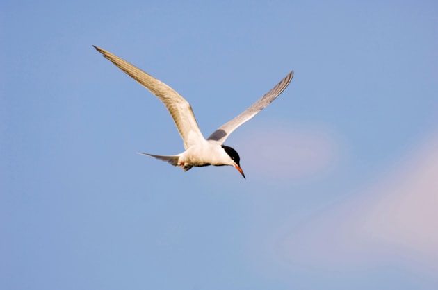 Common Tern (c) James Silvey RSPB