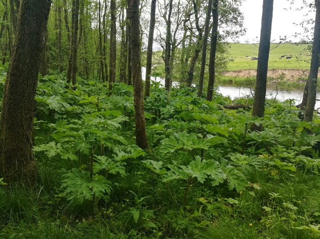 BCF Giant hogweed Loch Lomond and Fisheries Trust