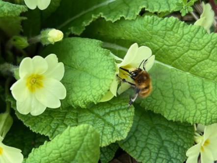 Asthall Leigh UKSPF event Hairy-Footed flower bee