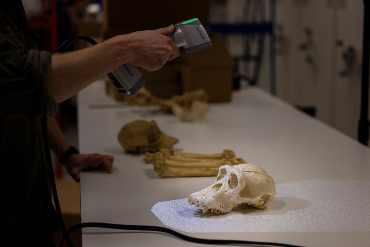 Choppers' remains are examined the National Museums Collections Centre in Edinburgh. Photo Duncan McGlynn (4)