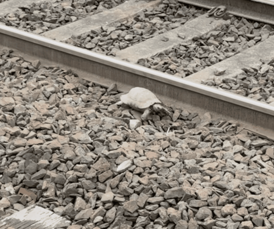 Tortoise On Track Andy Taylor