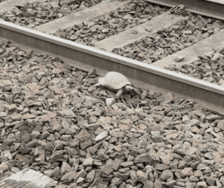 Tortoise On Track Andy Taylor
