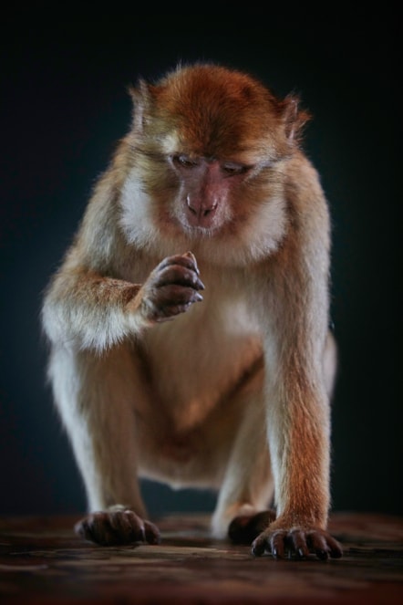 Barbary macaque. Copyright National Museums Scotland (2)