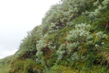 Downy willow at the crags pictured in summer ©NatureScot
