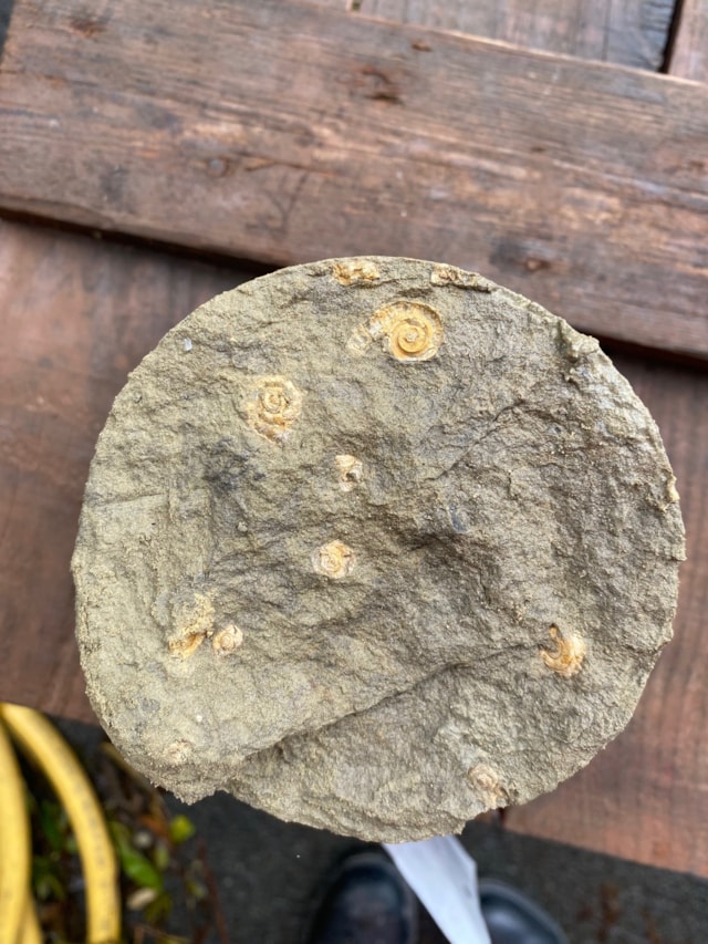 Fossil worm tubes in Upper Greensand