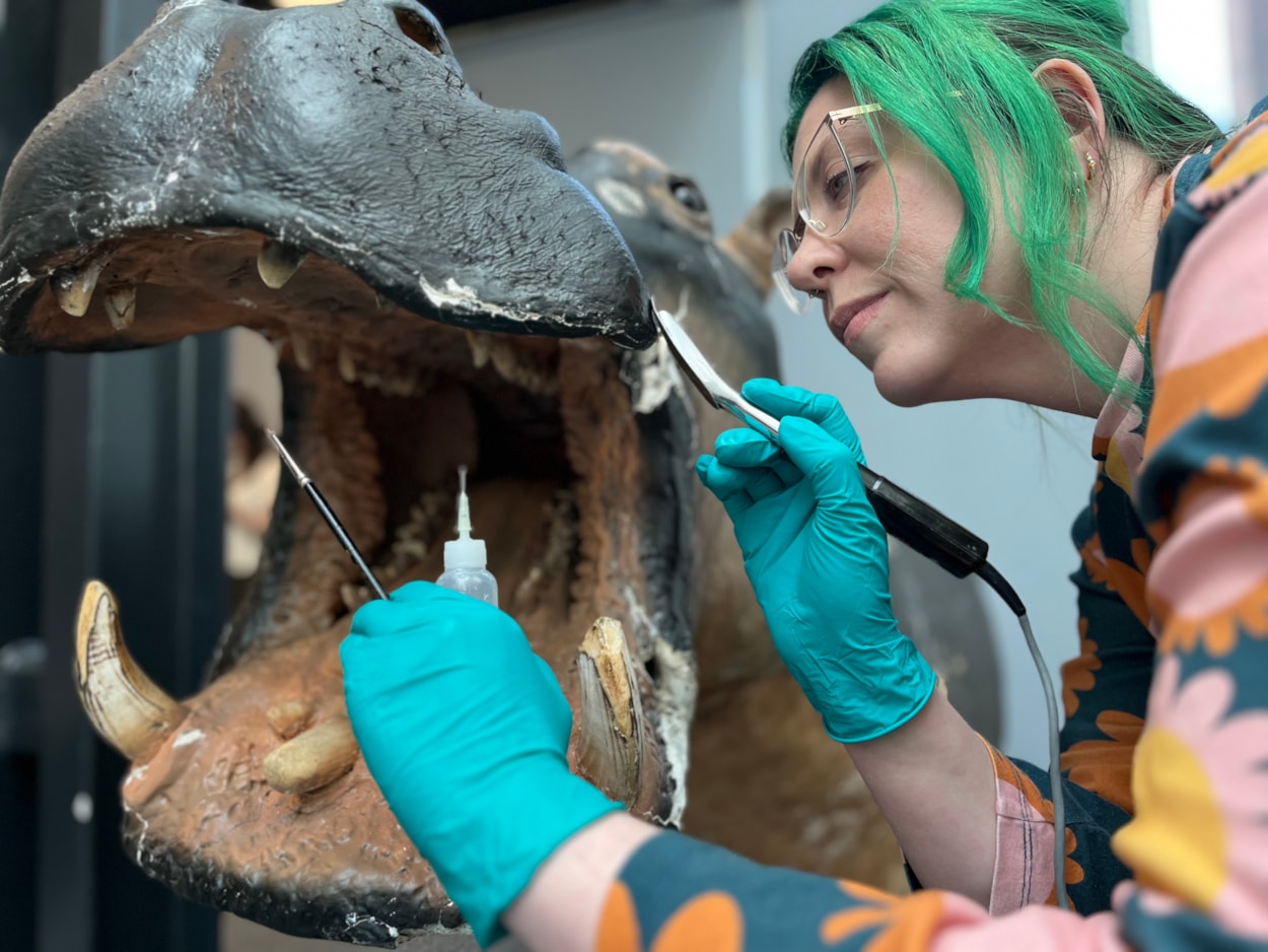 Hippo conservation: Lucie Mascord, a specialist conservation officer at Lancashire County Council's Conservation Studios made the trip to Leeds to carry out the work on Billie, the 99 year-old hippo at Leeds Discovery Centre.