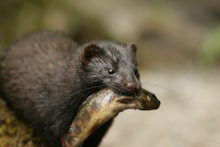 Mink ©John MacAvoy
