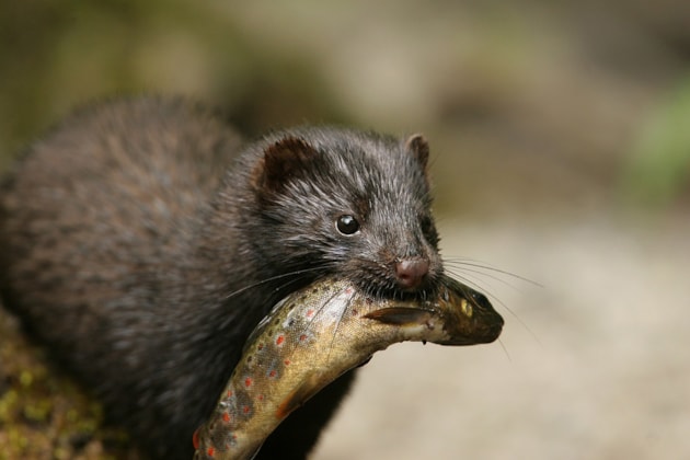 Mink ©John MacAvoy
