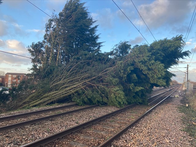 Knock-on impact of Storm Eunice impacting services in Hertfordshire: Trees which feel near Royston during Storm Eunice on 18 Feb