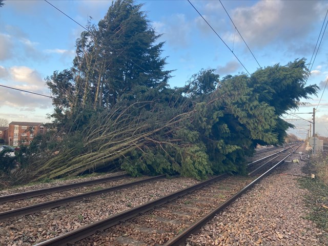 Trees which feel near Royston during Storm Eunice on 18 Feb