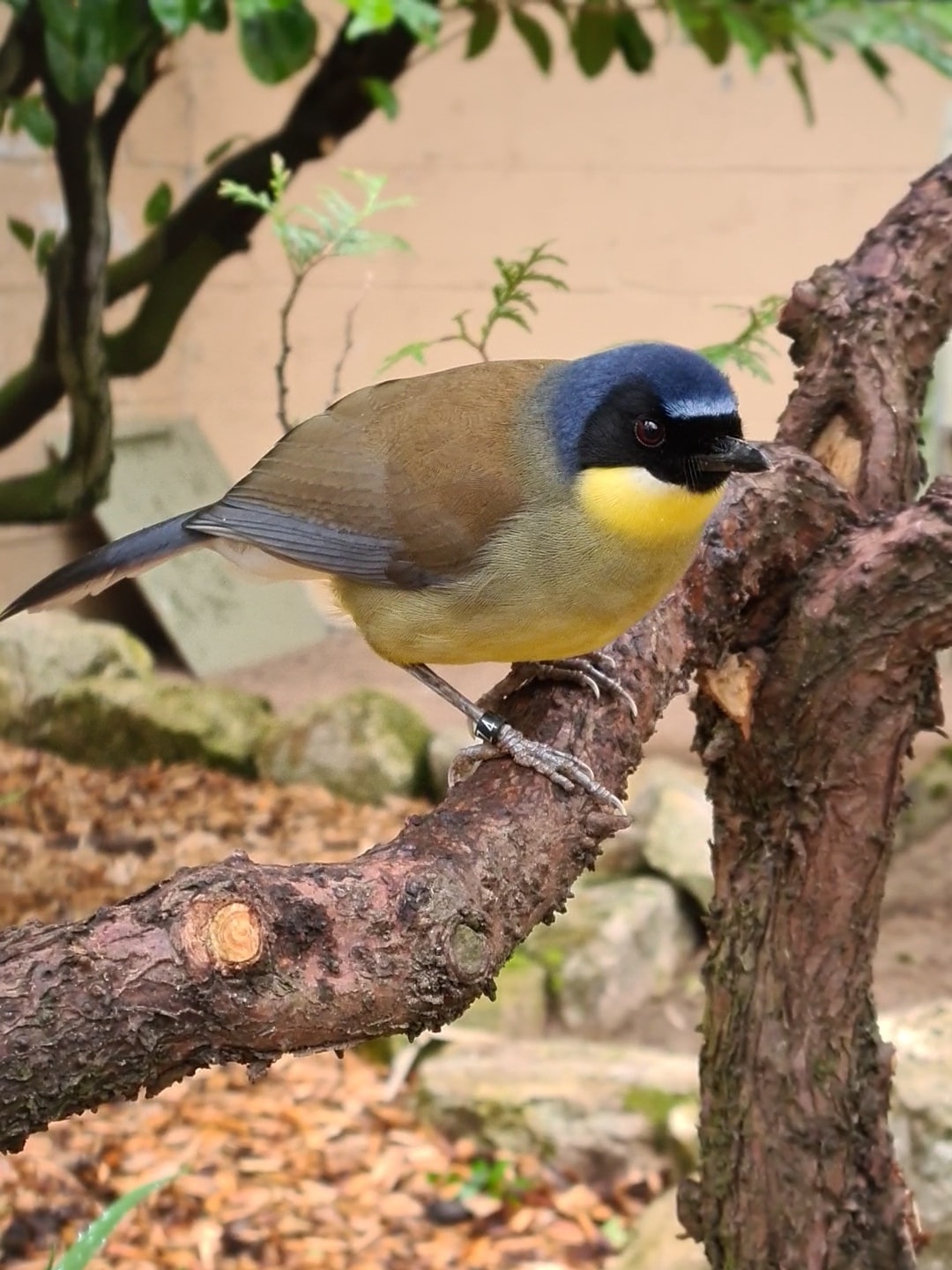 Blue-crowned laughingthrush: In 2025, staff at Lotherton's Wildlife World successfully bred the blue-crowned laughingthrush, a critically endangered bird considered one of the rarest in the world.
