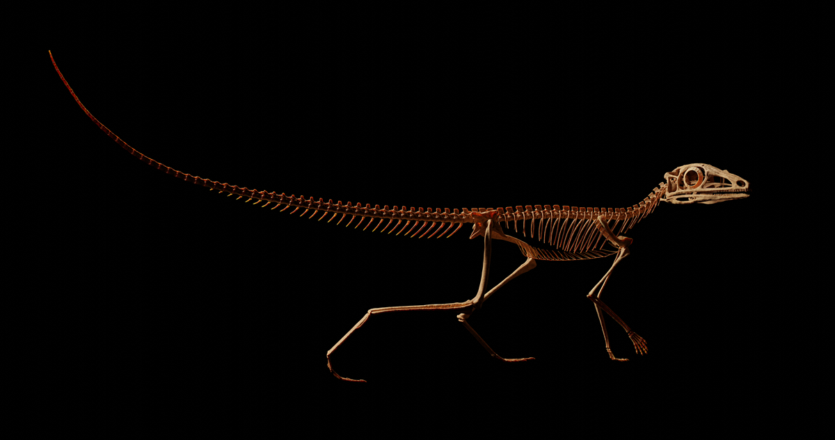 3D skeletal reconstructions of Scleromochlus taylori by Matt Humpage (© Northern Rogue Studios) 1