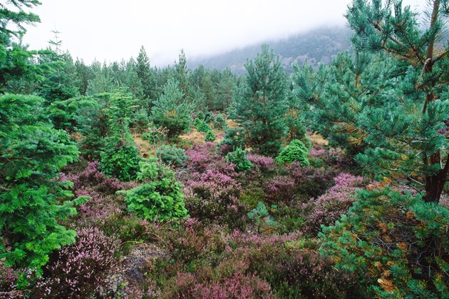 Scots pine and heather, Inshriach, Invereshie and Inshriach NNR.: Scots pine and heather at Inshriach & Invereshie NNR.
©John MacPherson/SNH - available for one-off use.